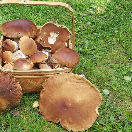 Dom W Sidzinie Z Basenem 12 Osobowy Vakantiehuis *