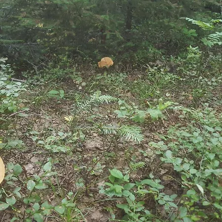Dom W Sidzinie Z Basenem 12 Osobowy Vakantiehuis Sidzina